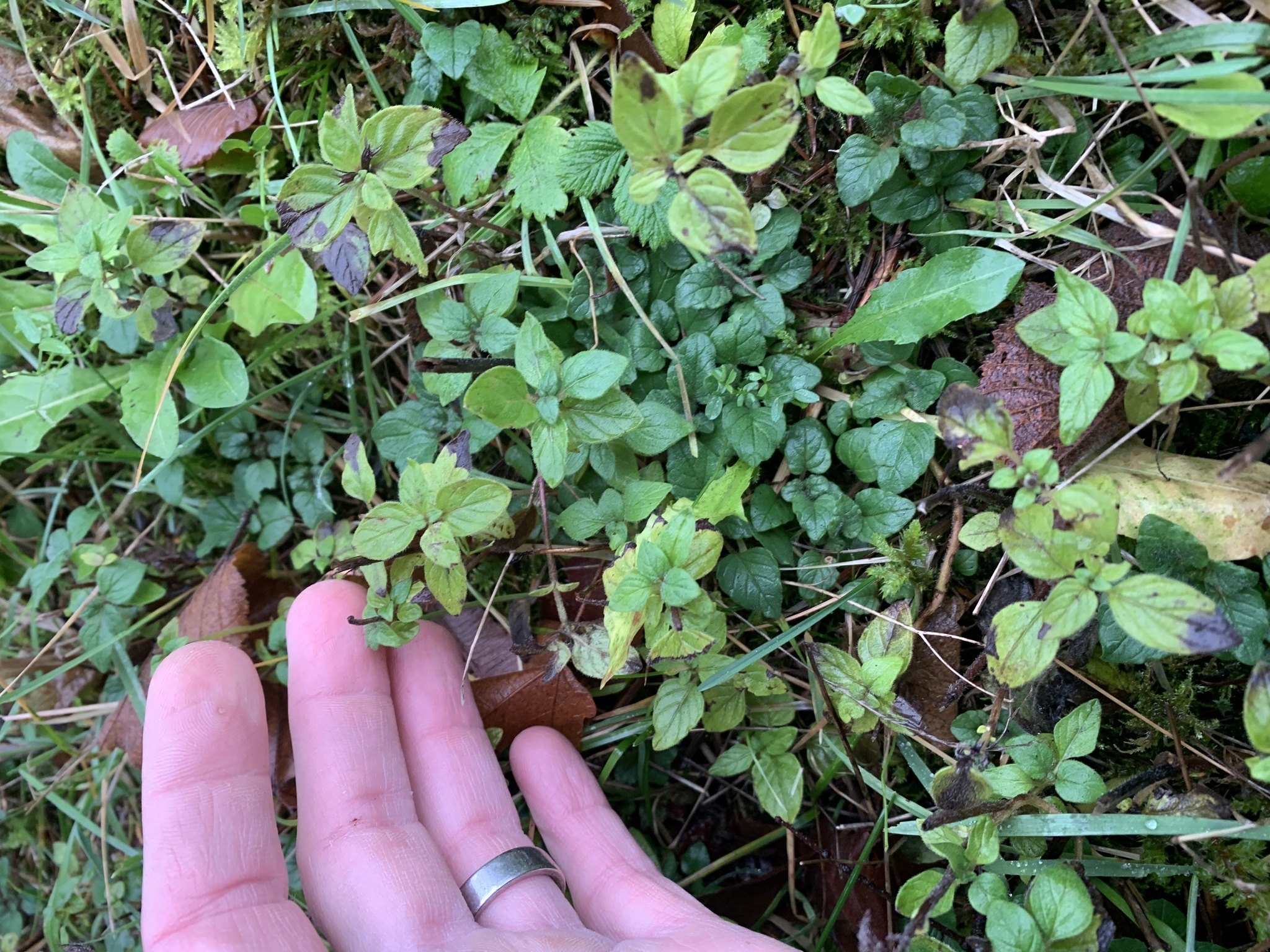 New growth emerging in late fall might indicate the best time to apply herbicide and/or dig out vegetative parts.