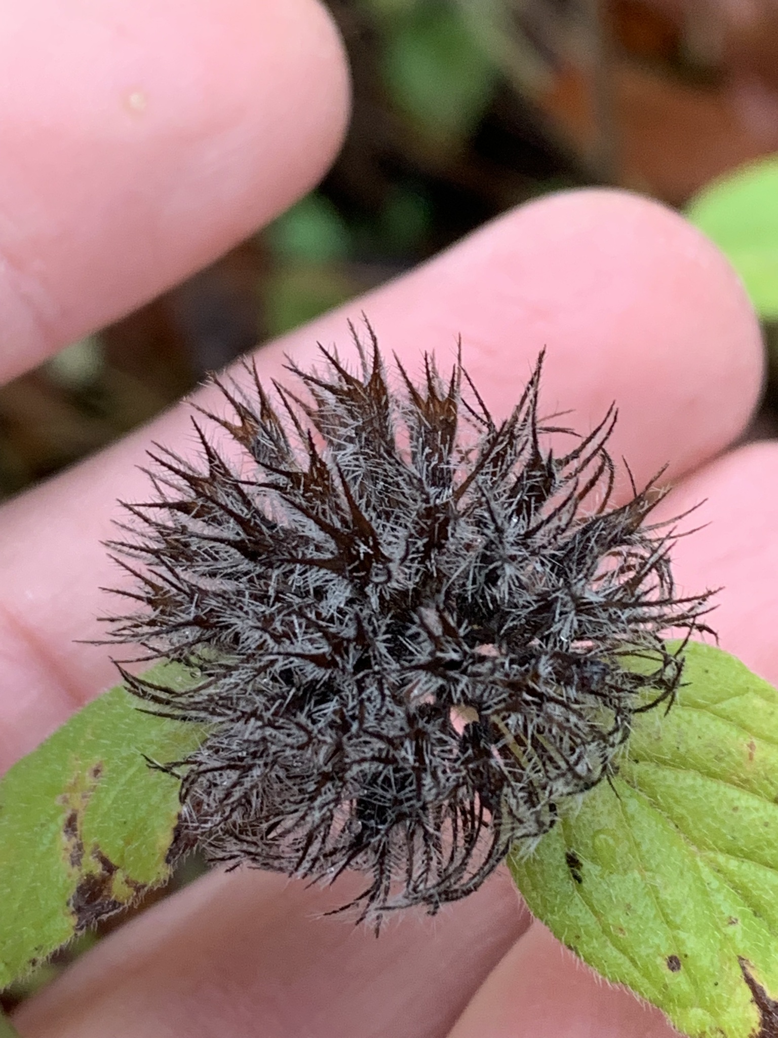 Late fall is a good time to identify and dig out wild basil thanks to these clusters of stiff, hairy sepals that persist through fall and winter.
