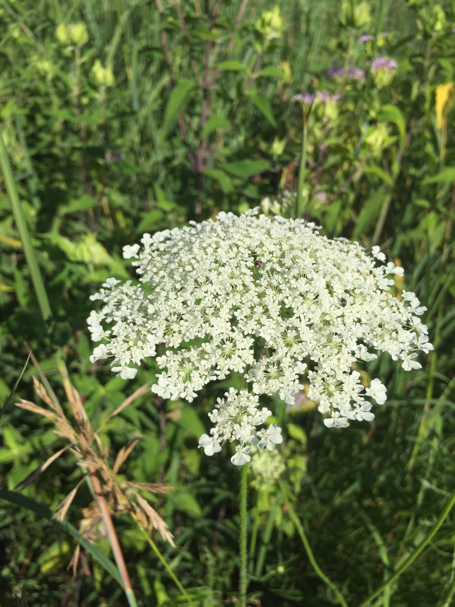 Many small white flowers arranged circularly resemble an umbrella shape