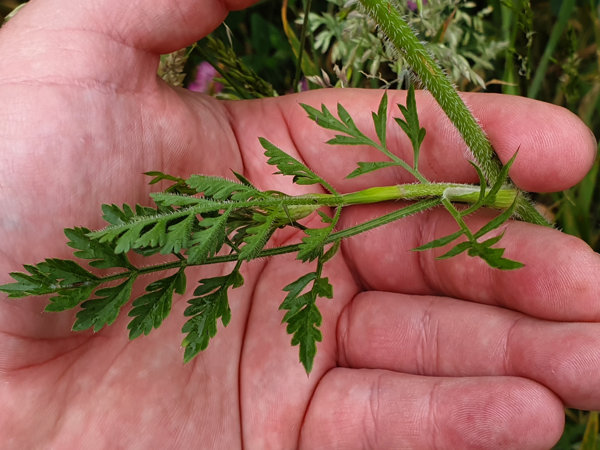 A green, fern-like, compound leaf with many toothed leaflets grows out of a hairy stem.