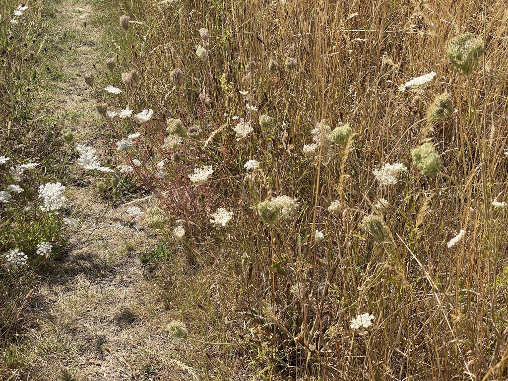 Many white, umbrella shaped flowers emerge from the side of a trail in an open, grassy meadow.