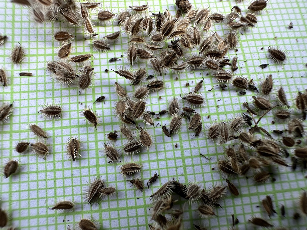 Many small, dark seeds with bristles on the curved side.