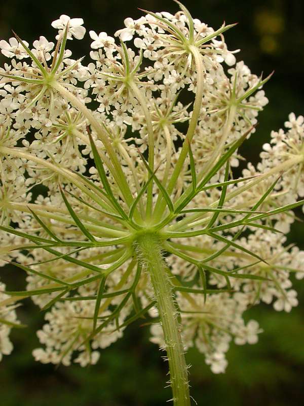 The underside of the inflorescence shows many small flowers extending and curving upward, radially from the stem.