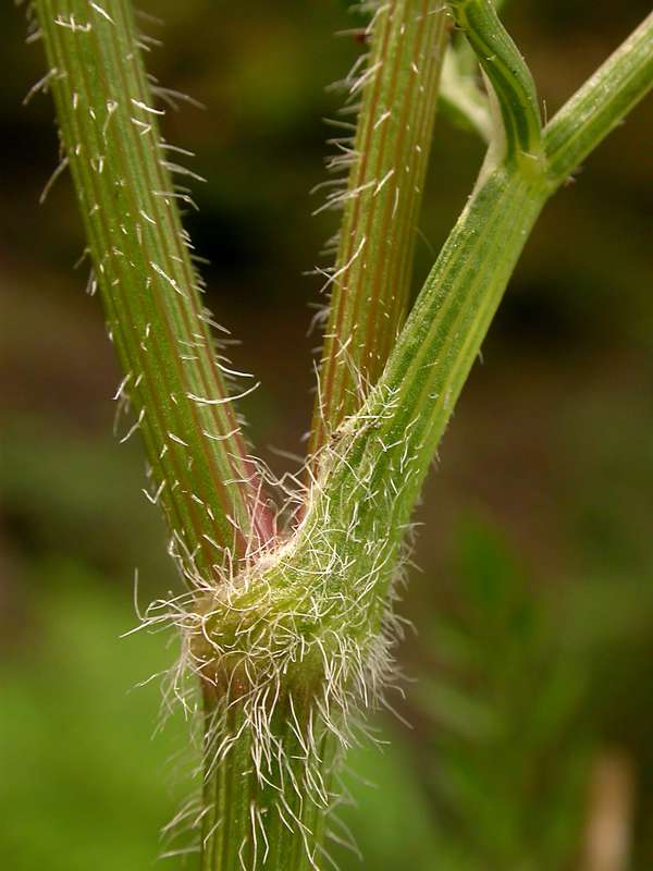Close up, a stem with small hairs all over it, especially at the junction where the stem branches