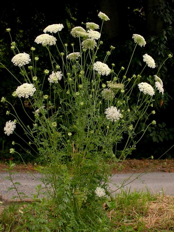 A flowering wild carrot plant grows on the side of a road. It has many white, umbrella-shaped flowers and long green stems.