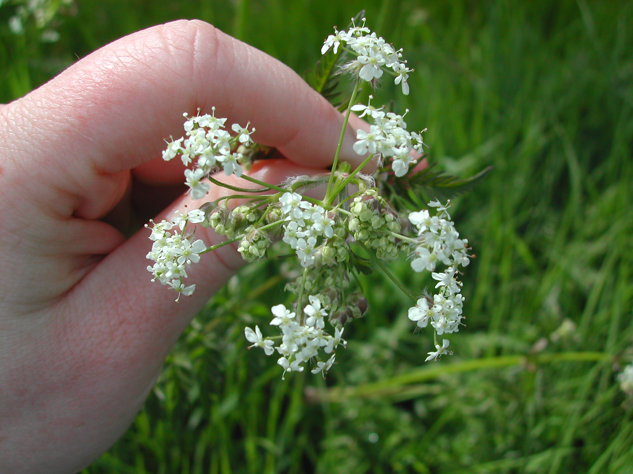 hand holding umbrella shaped flower cluster, has multiple circular sub-clusters with tiny white flowers. each sub cluster is finger circumference, entire cluster is forearm circumference.