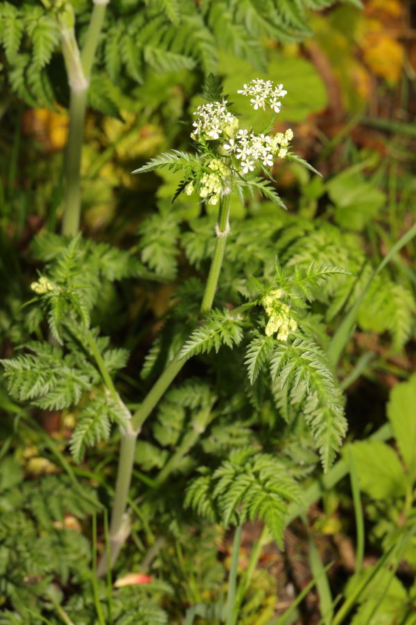Rough chervil infestation at Soos Creek.
