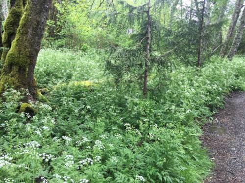 POV from path in natural forested area, but entire understory is knee high flowering wild chervil plants