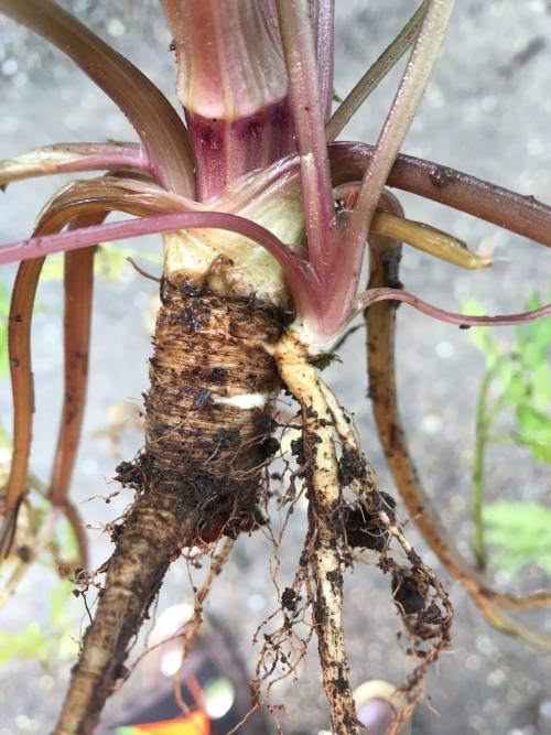 base of plant with watery/fleshy purplish stems, root looks like dirty white carrot, thicker towards the top pointed at the tip