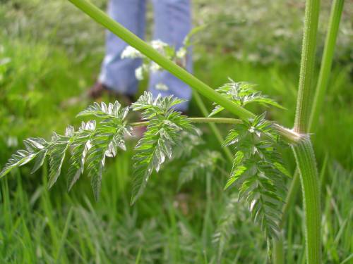 up close shows fuzzy stem, hairiest at point where it branches, one leaf shown from side, leaflets are fern like and grow in pairs across from each other, getting smaller until comes to a point at end