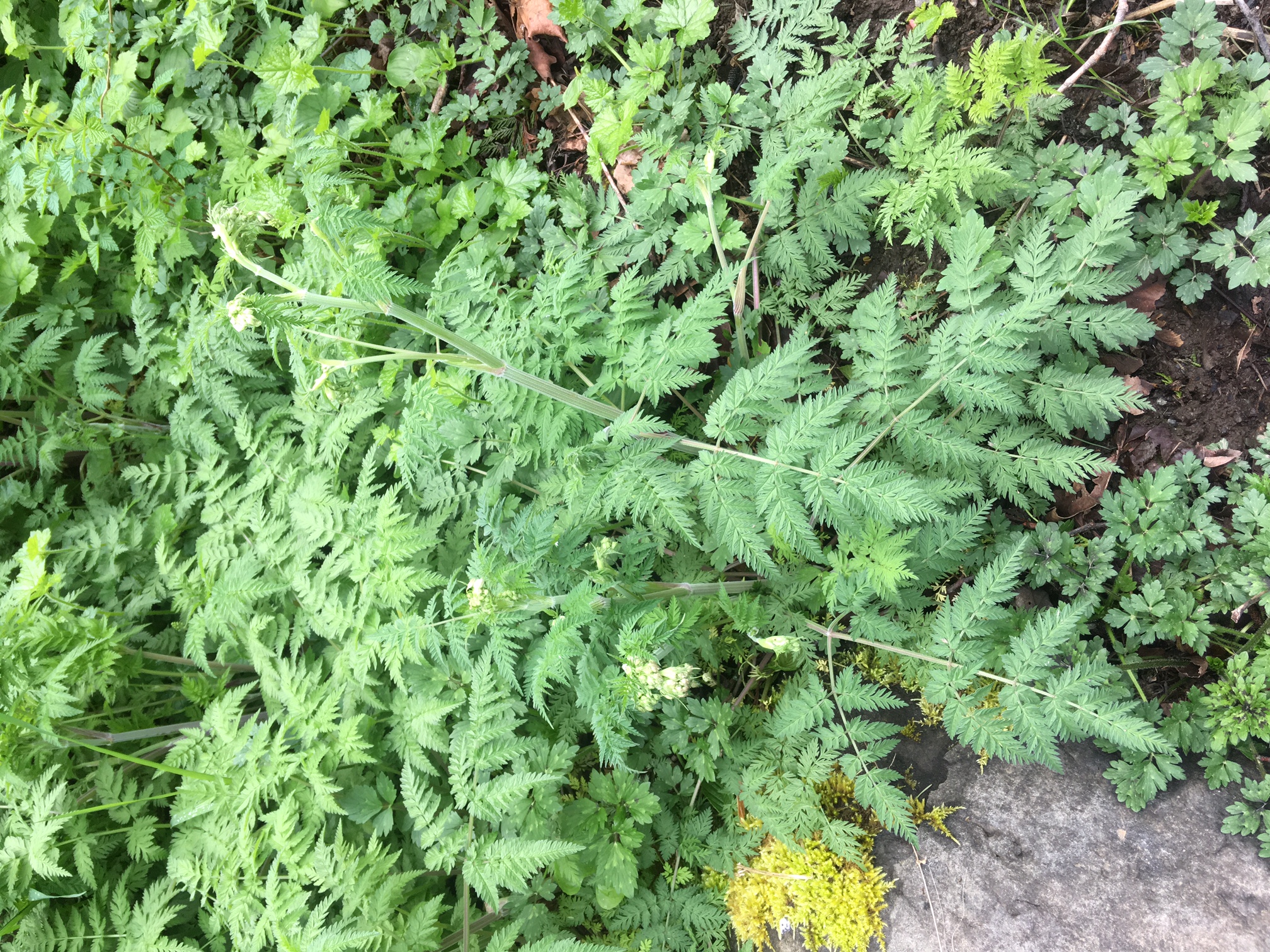 non-flowering/bolted tall stem with triangular carrot like leaves at the base, much smaller leaves towards top