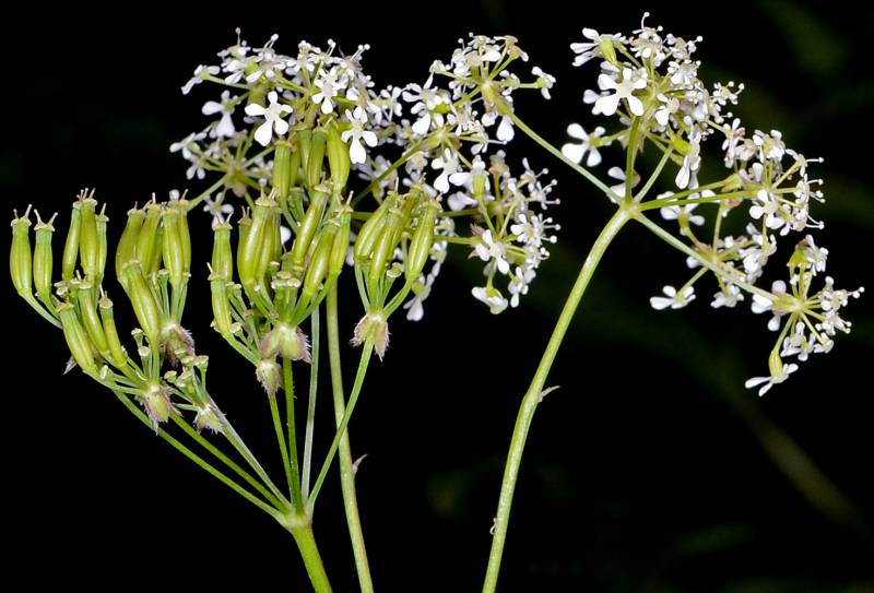 Black backdrop, side by side flower heads. Left is ready to seed (tight green pods), right is flowering.