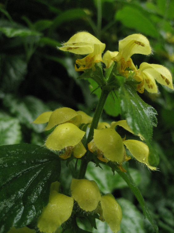 Yellow archangel flowers, close up