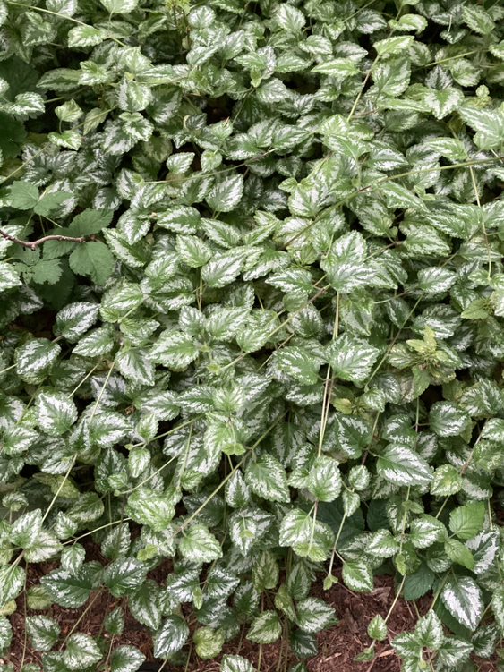 Dense patch of trailing yellow archangel plant
