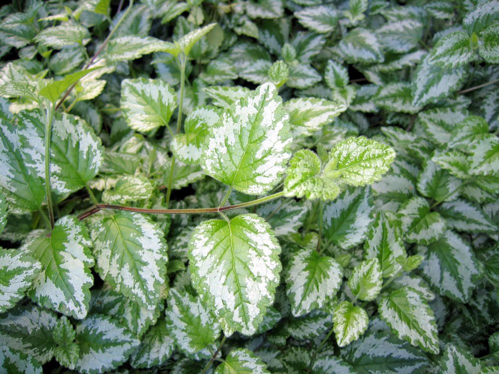 Yellow archangel leaves and stems, close up