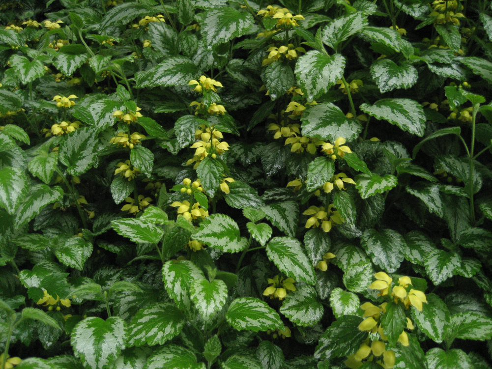 Yellow archangel with flowers