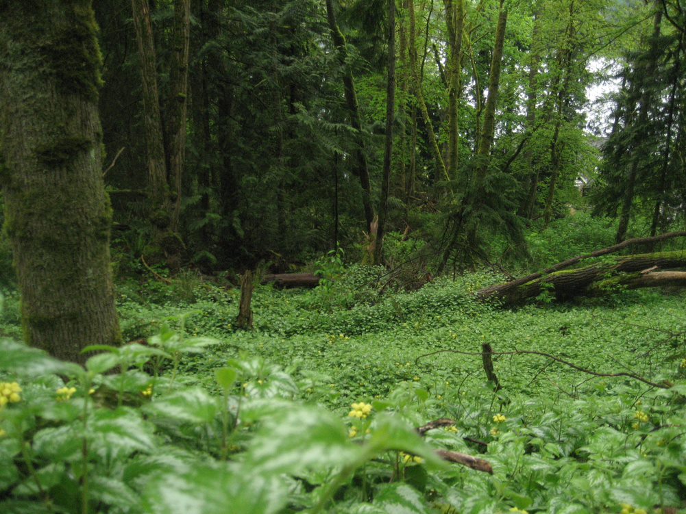 Yellow archangel taking over an entire understory. Note the lack of other understory plants.