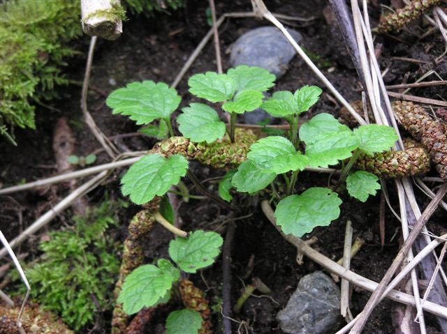 Yellow archangel flowers, close up