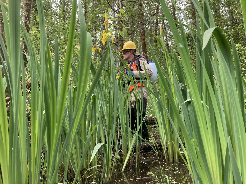 Aquatic Specialist treating large patch of yellow flag iris on a levee removal project to prevent plants from spreading from the pictured side channel once the river is redirected to its natural flow.
