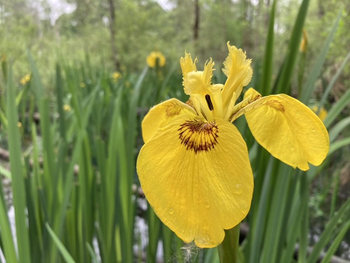 Veiny yellow flag iris flower with mature plants in the background.