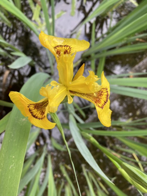 Veiny yellow flag iris flower from above.
