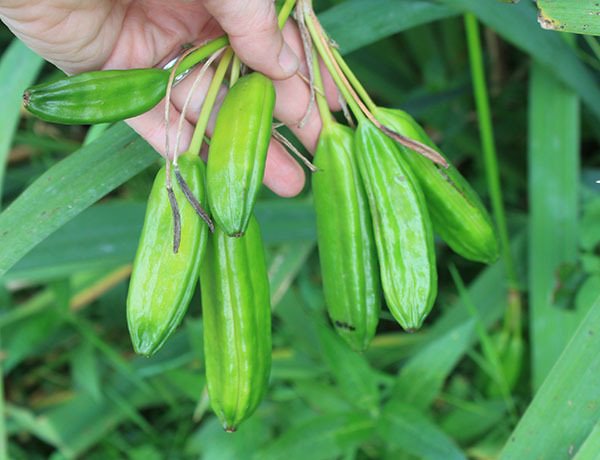 Yellow flag iris green seed capsules.