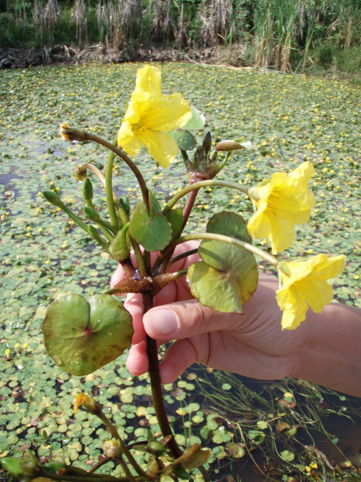 Noxious Weeds specialist holds up a flower stalk. Stems of multiple flowers and leaves meet a central point just below the surface, which is connected to the root via a single thick stem. There are already 3 blooming flowers, with 6 more buds present.