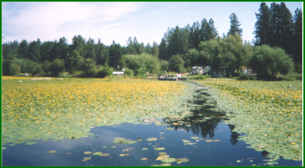 Zoomed out view of yellow floating heart covering a large area. It is broken up by a single path used by boats, but the rest of the area is densely vegetated with the plant. It has formed a monoculture of at least several acres.