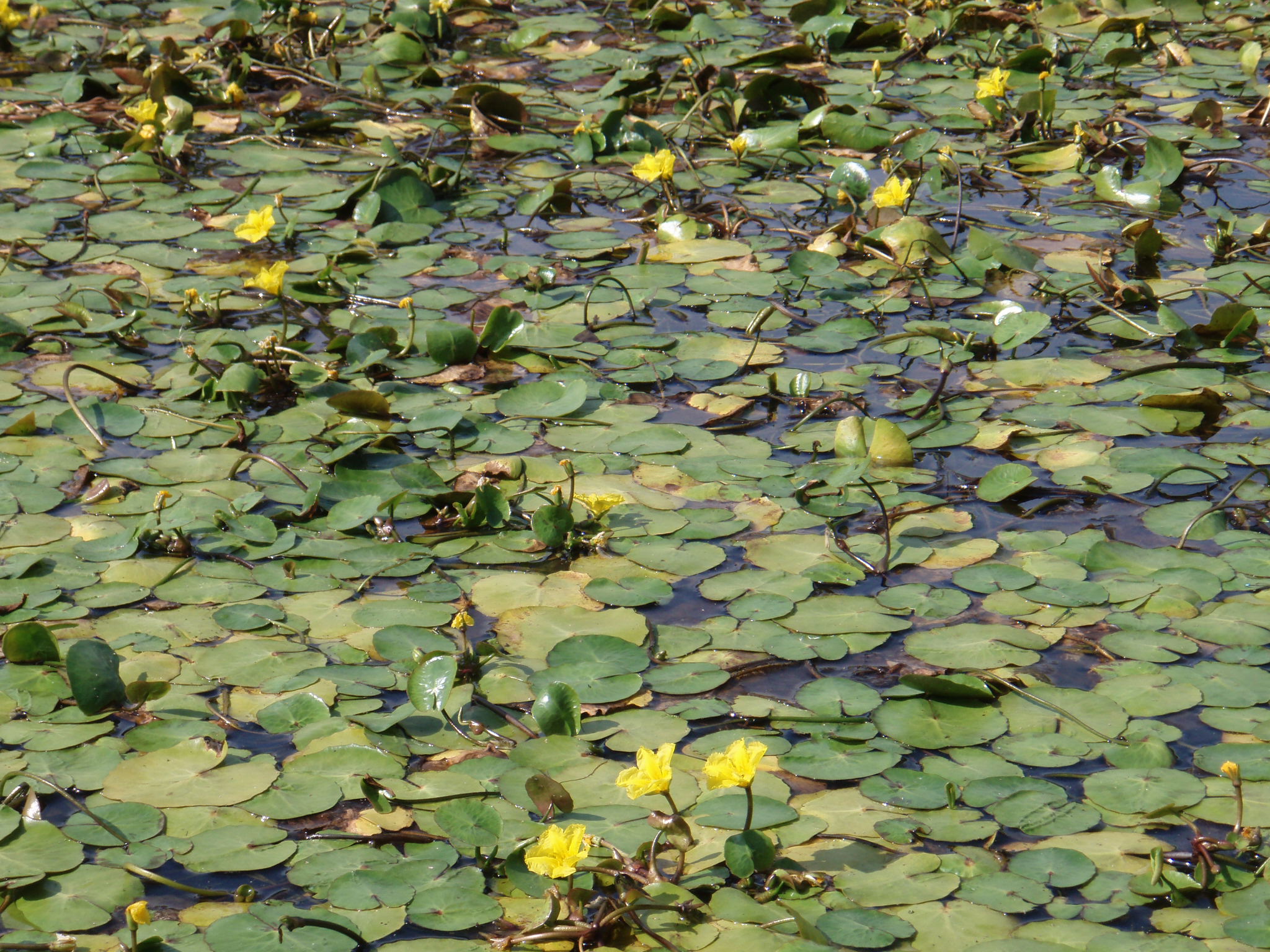 A dense mat of leaves and flowers shot from 20 feet away. The plant covers almost the entire surface of the water where it grows, and stalks holding flowers are seen arcing above the surface of the leaves.