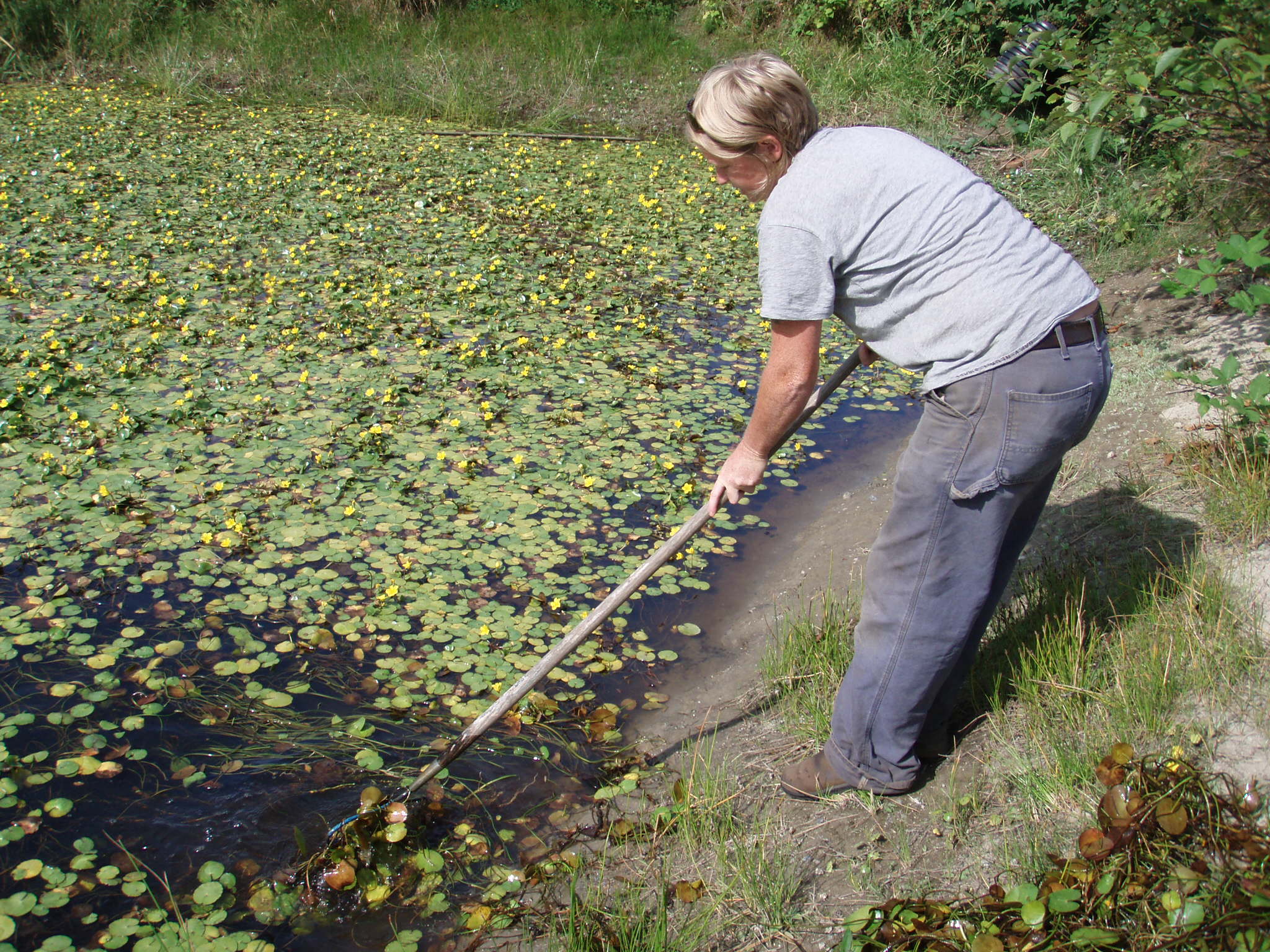 A person using a manual control method-raking- to try and remove yellow floating heart. They are using a pitchfork to pull the plant out of the water from the top.