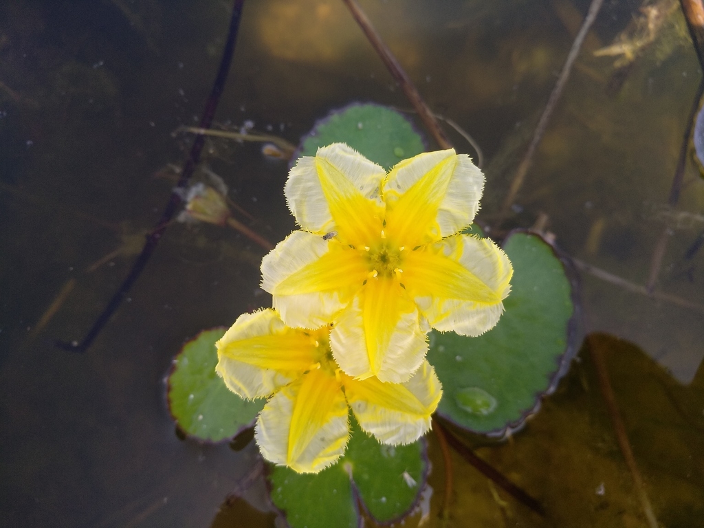 Close up view of the flower. Radiating from a single stem, the flower is composed of 5 yellow petals, all with their own stamen. In this example, the outer part of the petal is lighter in color and the inside is a much darker, almost golden yellow.