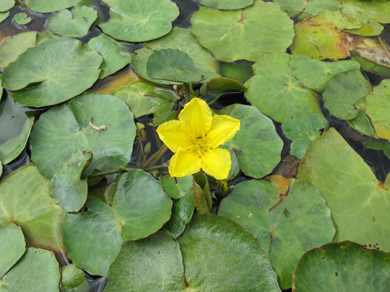 A single yellow floating heart flower, which is yellow and has 5 wide petals originating from a single point. It sits on top of a mass of clustered leaves which are growing on top of the water. The leaves of the plant are oval, with a single deep cleft in the top of the leaf.