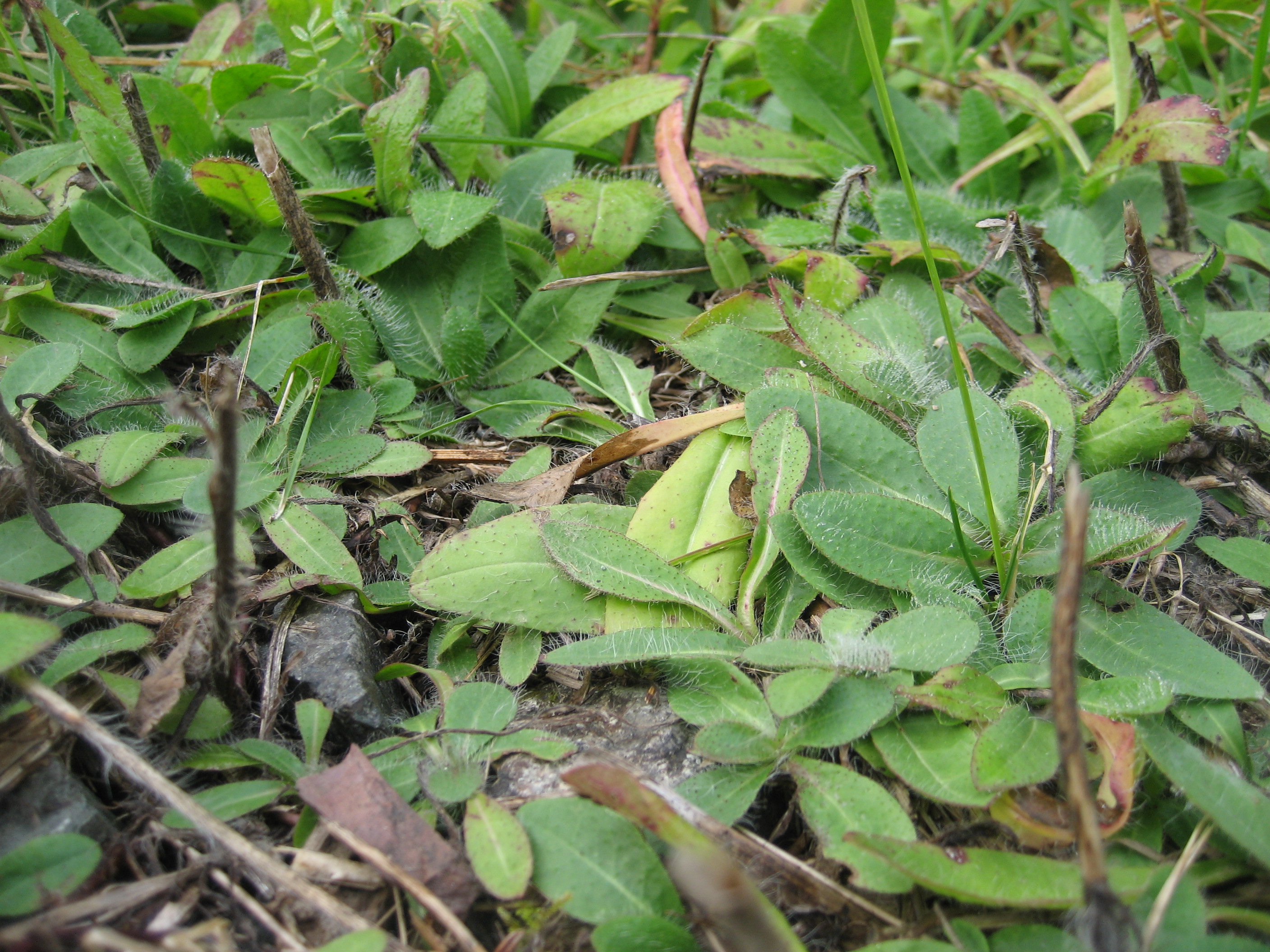 A mass of bright green, hairy leaves lying flat and overlapping each other.