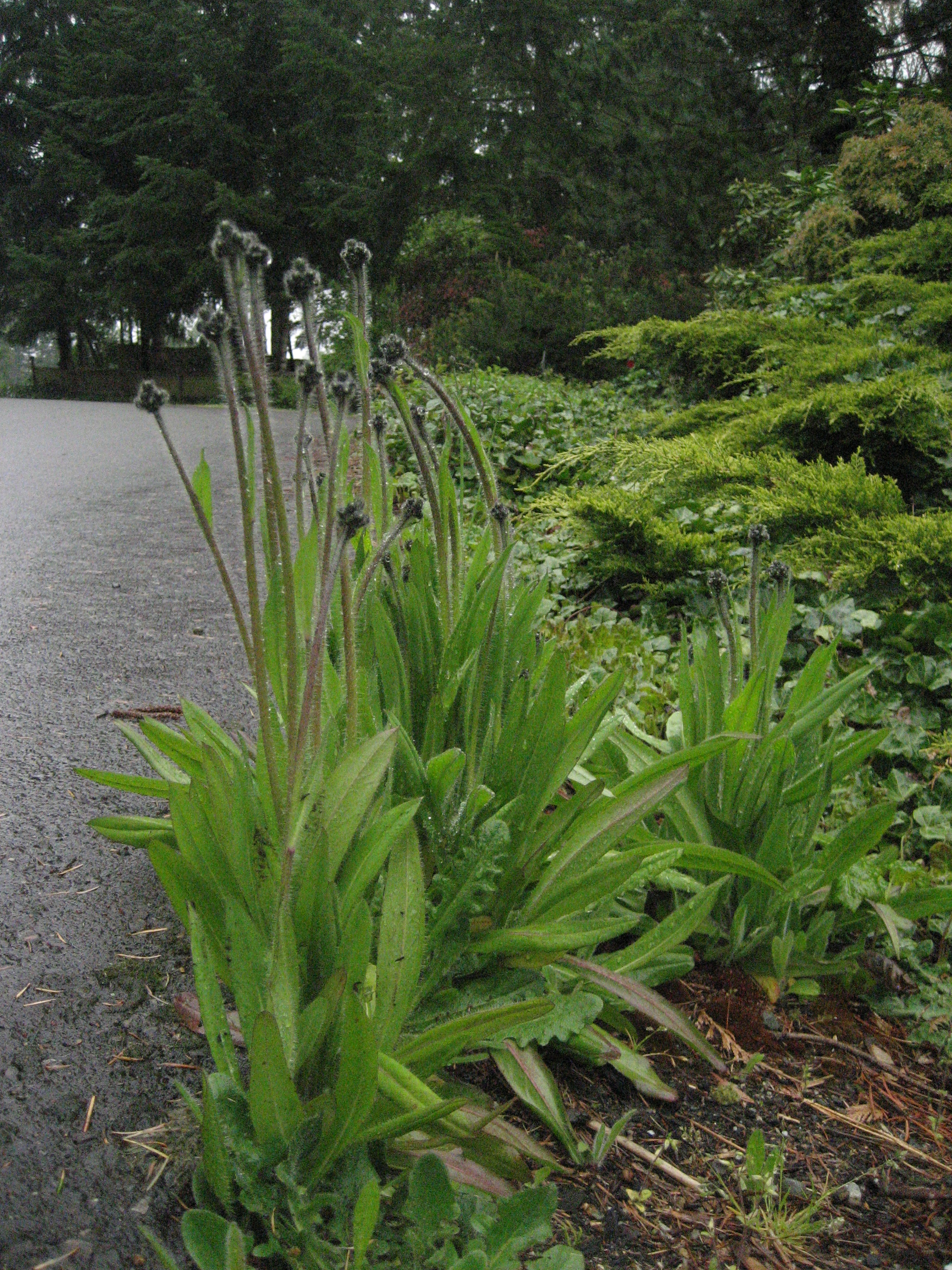A few plants are clustered at the edge of the road. The flower stalks are about twice as tall as the leaves and range from about 12-24 inches. Against the darker background, hairs are visible along the flowering stems.