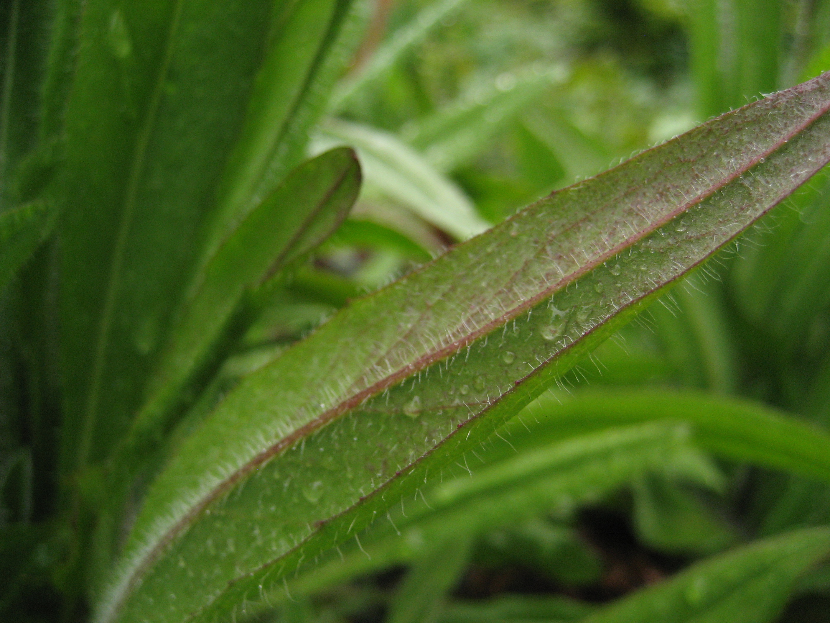 A single long green leaf with entire margins is in focus against many similar leaves out of focus in the background. The prominent central vein stands out as pinkish with many hairs that seem to be longer than elsewhere on the leaf.