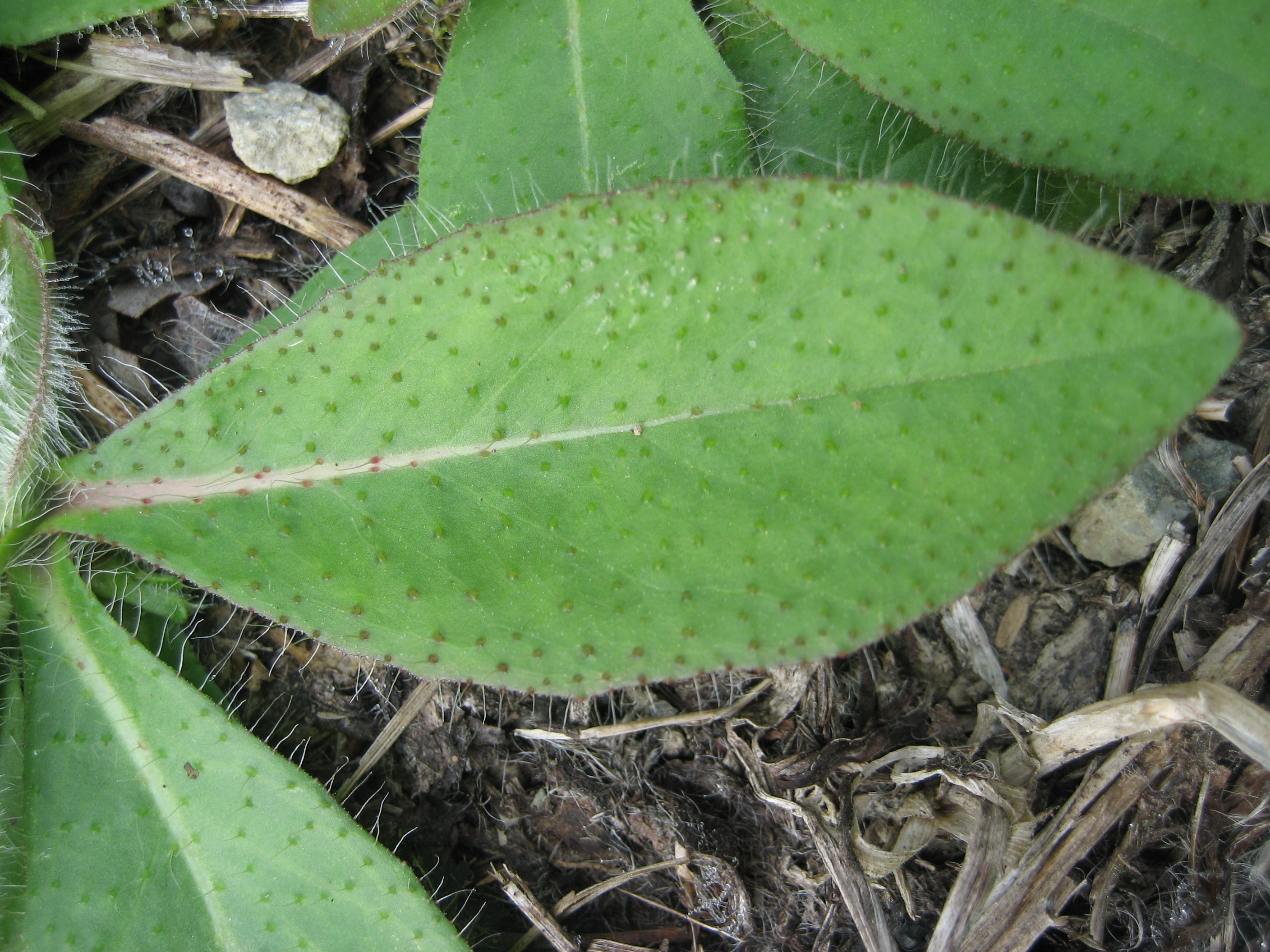 A single almond-shaped leaf laying flat along the ground. It has entire smooth margins and a white central vein. There are many long white hairs covering the top and edges of the leaf.