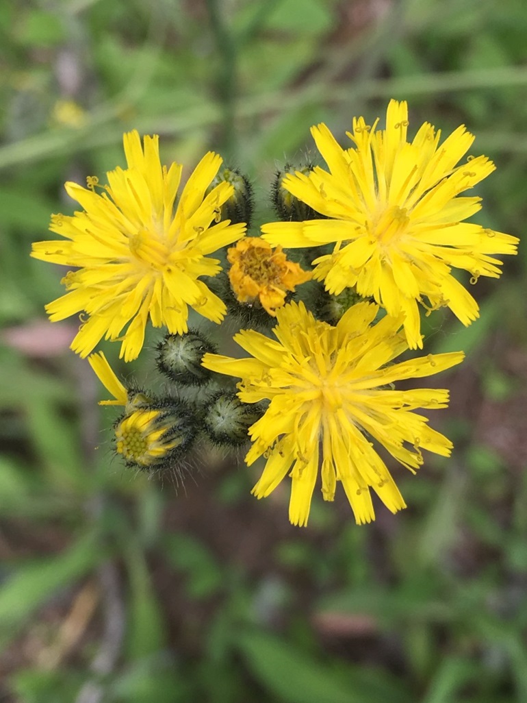 Viewing a cluster of about ten flowers from above that has begun blooming. Three flowers are fully open with many individual bright yellow petals that appear tattered at the ends. Two flowers are beginning to open with some yellow emerging from very hairy buds. Five more buds are unopened and appear dark green to black, all with bristly hairs.
