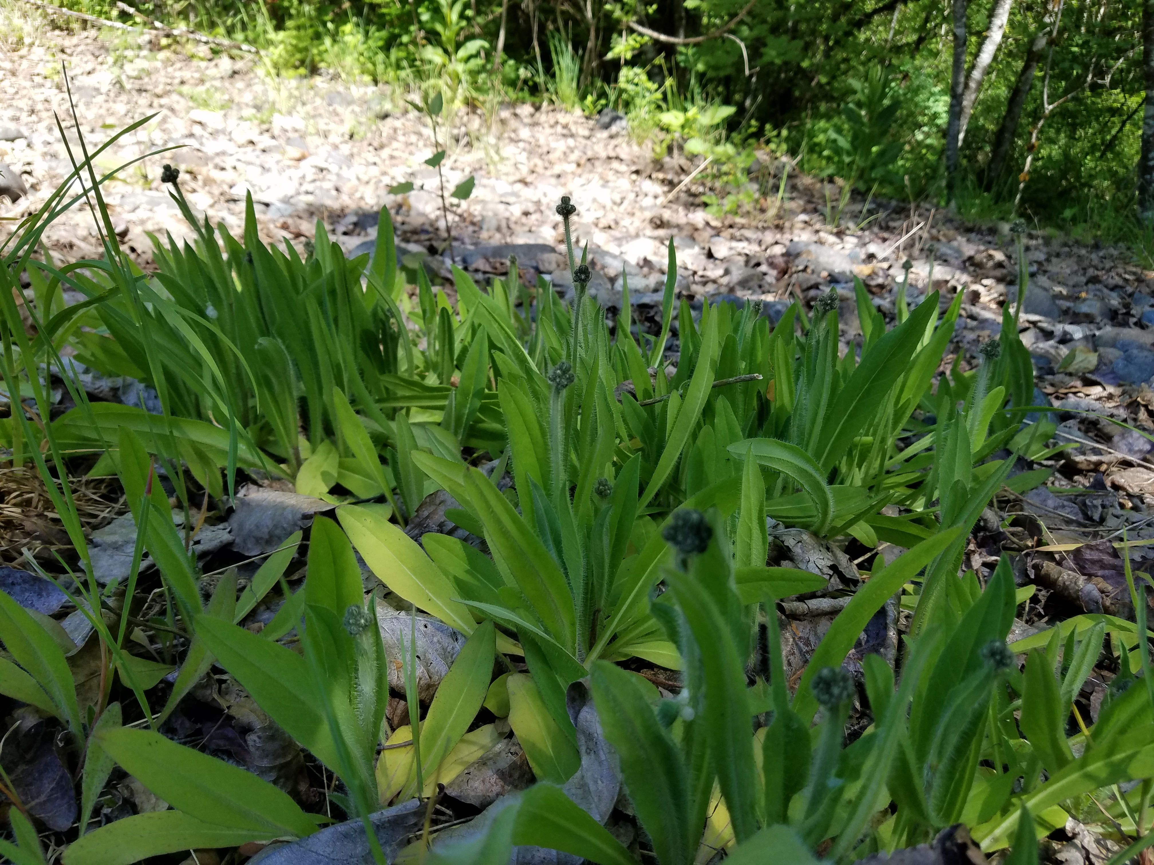 Several six inch plants are growing together in a partially shaded, stony area. Bunches of bright green leaves emerge from the base of each plant and stand upright. From amongst the leaves a few taller stems emerge each with a tight cluster of dark flower buds at the tip.