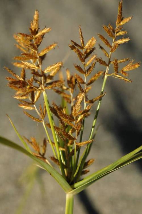 dried seeds are more sparse along their stems and brown, still in clusters