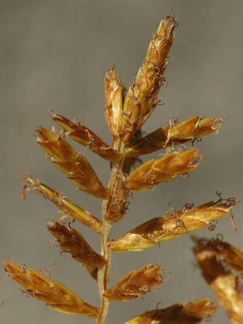 very close up photo of browned/dying seed heads growing like a dying christmas tree with each seed as a branch, less dense than young seeds