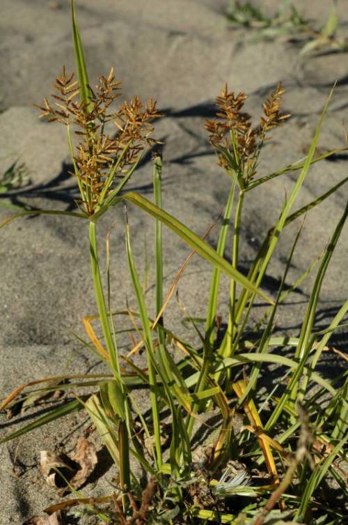 2 plants growing in sand. long grass like leaf blades around a central stalk with browning seed pod clusters splayed at the top