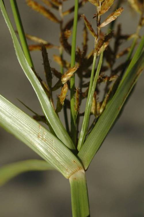 close up of junction where flower stalks begin at the top of central stalk, 3 leaf blades coming out from same junction. leaves are shiny.