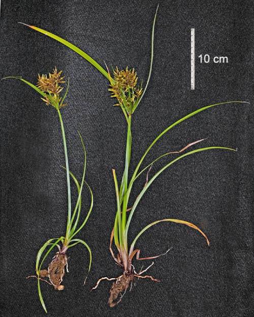 museum plants against black backdrop show leaves almost same length as tall central stalk, very dense seed head at top center, 2 thin leaves at top from point where cluster is.