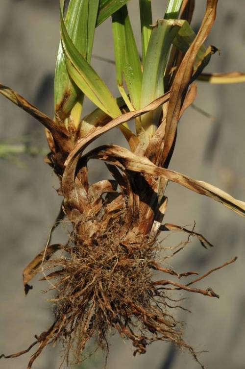 Close up of two stem clusters converging at small, brown, stringy root ball.