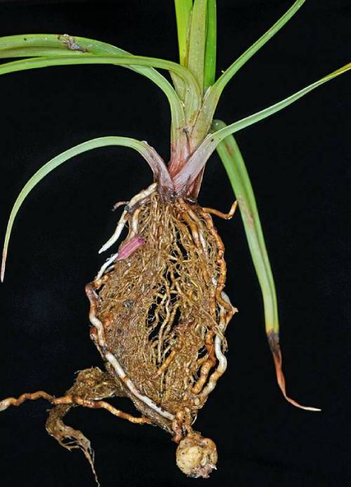 museum quality image with black backdrop of roots. Roots are brown and tangled with white tubers coming from same point and mixed in with roots, tubers meet small white bulb below root mass