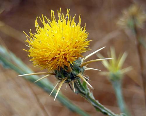 a close up of a rounded flowerhead. the bracts are a light yellow and spiney. They point directly out from the flower. the base of the bracts are the same green as the stem and the stem has ridges.