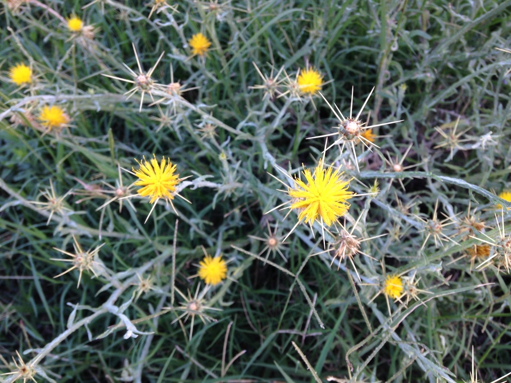 several yellow flowers with spiny bases growing out of a pale green herbaceous base