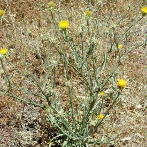 yellow tufted flowers at the ends of light green angular stems. the yellow flowers have spikes at the base