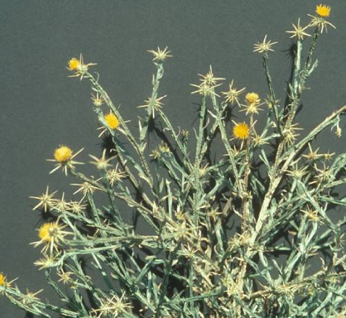 round yellow flowers with spines pointing outward below them growing on light green angular stems