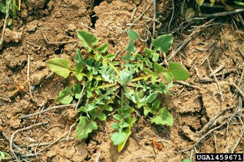 a rosette low to the ground. the leaves grow out in rounded nubs opposite each other until the end section which looks like an arrowhead